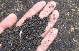 Спрос на рапс на европейском рынке демонстрирует тенденцию к снижению - agroexpert.md