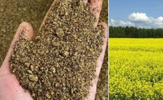 Мировой спрос на рапсовый шрот растёт рекордно быстро - agroexpert.md