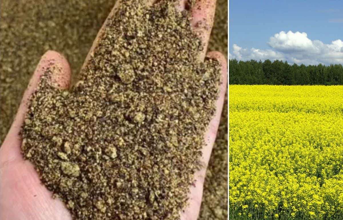 Мировой спрос на рапсовый шрот растёт рекордно быстро - agroexpert.md