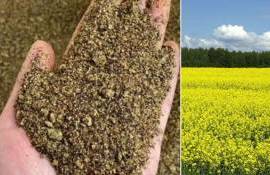 Мировой спрос на рапсовый шрот растёт рекордно быстро - agroexpert.md