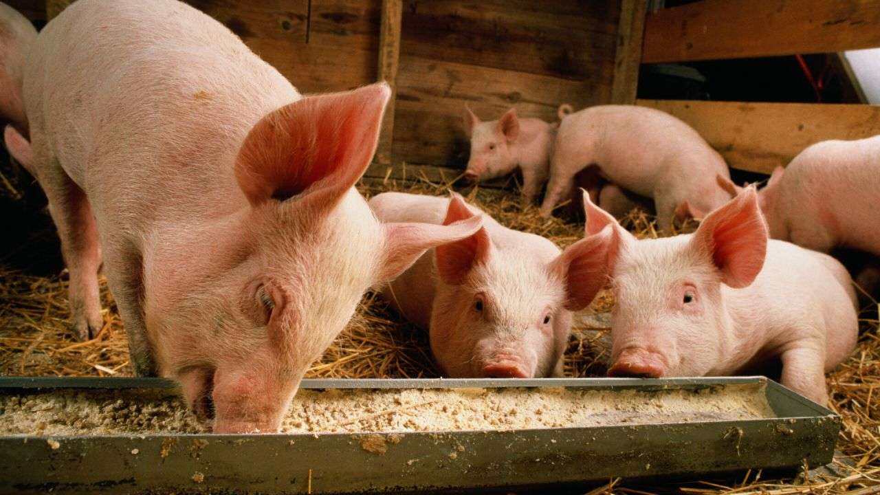 pestă porcină africană - agroexpert.md