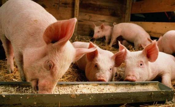 pestă porcină africană - agroexpert.md