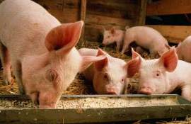 pestă porcină africană - agroexpert.md