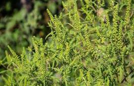 ambrozie - agroexpert.md