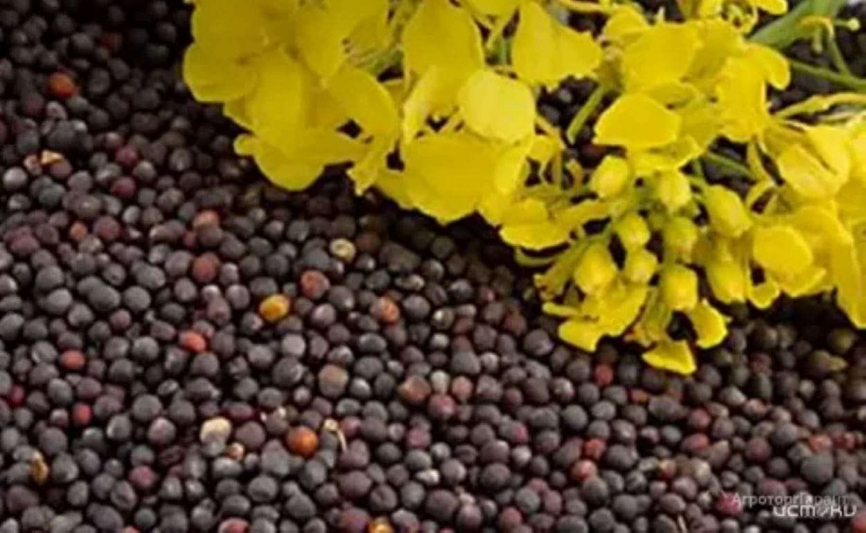 Цены на канадский рапс стремительно растут из-за погоды и спроса. - agroexpert.md