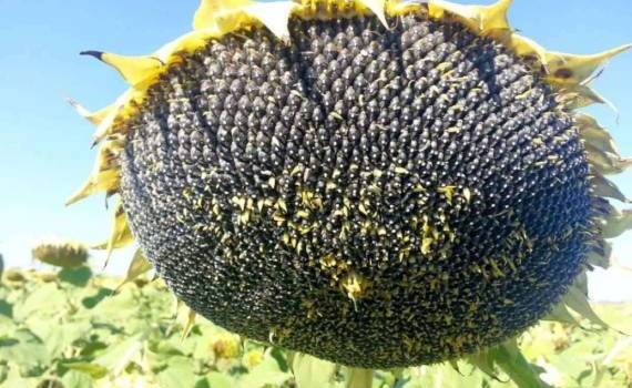 Трение на болгарском рынке подсолнечника: фермеры против переработчиков - agroexpert.md