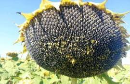 Трение на болгарском рынке подсолнечника: фермеры против переработчиков - agroexpert.md