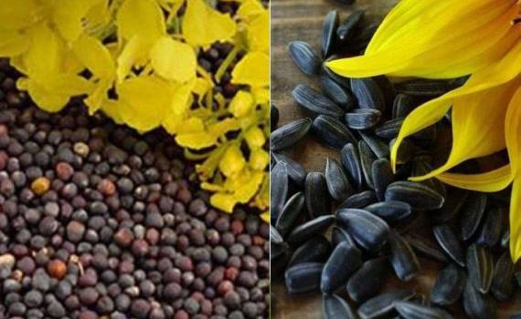 Украинские переработчики ищут рапс вместо подсолнечника - agroexpert.md