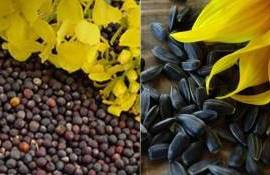 Украинские переработчики ищут рапс вместо подсолнечника - agroexpert.md