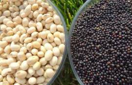 Котировки на сою и канола за день обвалились на 6% и 5,2% - agroexpert.md