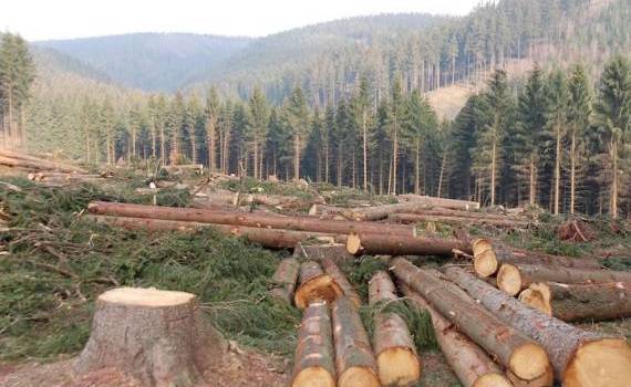 arbori tăiați - agroexpert.md