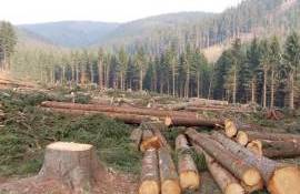 arbori tăiați - agroexpert.md