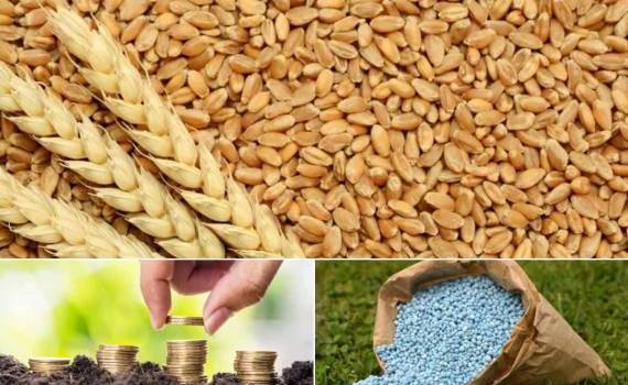 Высокие цены на удобрения сокращают площади кукурузы и пшеницы в Европе - agroexpert.md