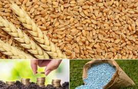 Высокие цены на удобрения сокращают площади кукурузы и пшеницы в Европе - agroexpert.md