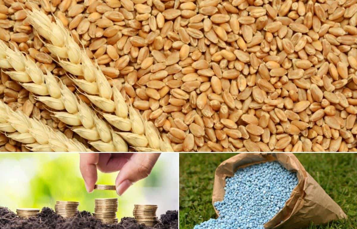 Высокие цены на удобрения сокращают площади кукурузы и пшеницы в Европе - agroexpert.md