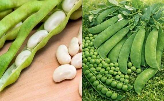 Германия значительно расширяет посевные площади под горох и фасоль - agroexpert.md