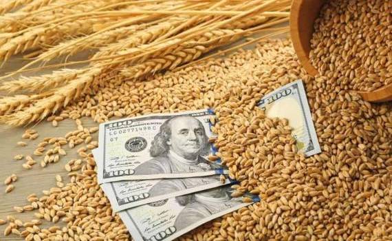 Общая неопределенность вынуждает импортеров откладывать закупки пшеницы - agroexpert.md