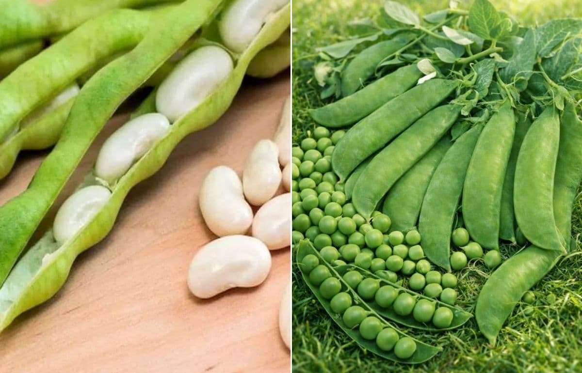 Германия значительно расширяет посевные площади под горох и фасоль - agroexpert.md