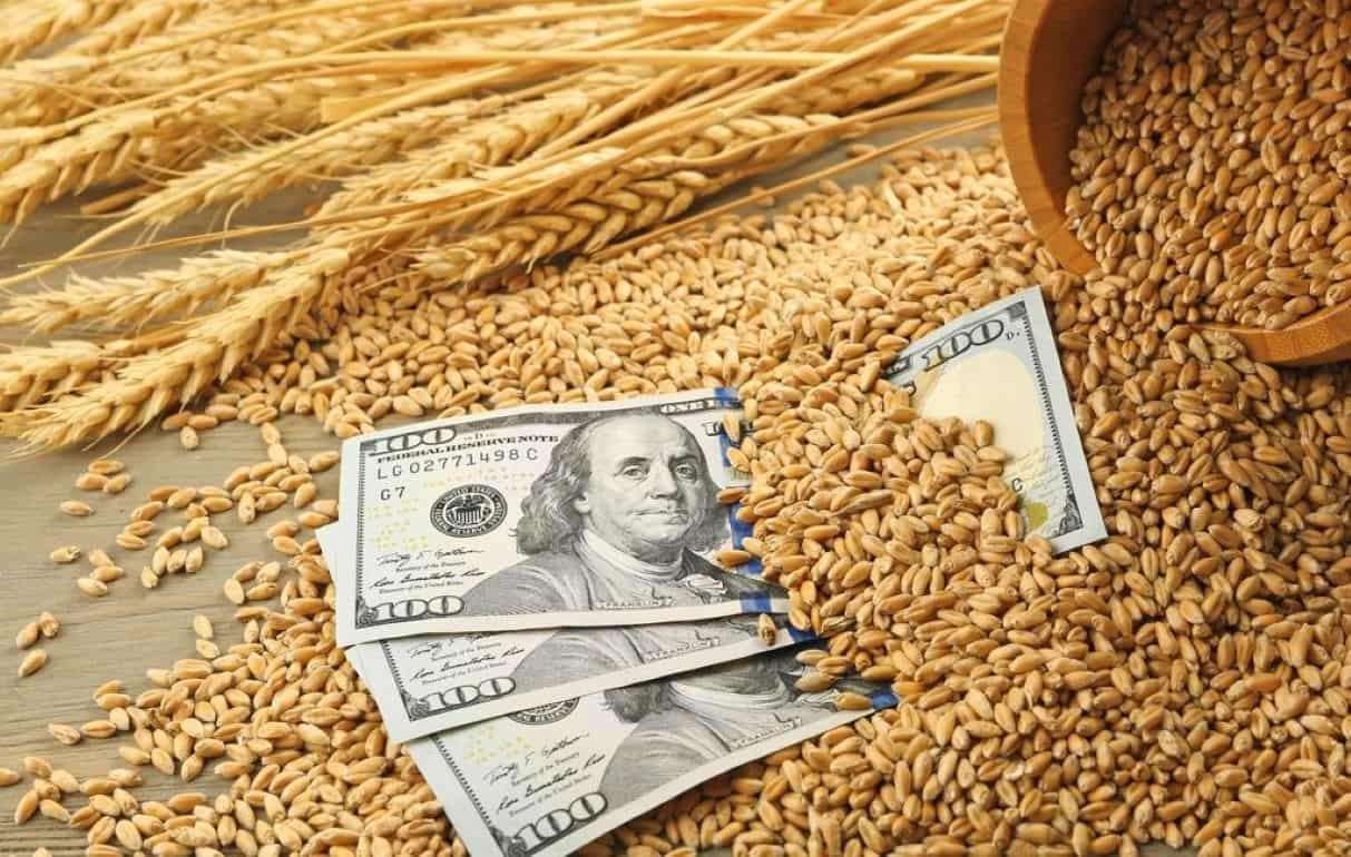Общая неопределенность вынуждает импортеров откладывать закупки пшеницы - agroexpert.md