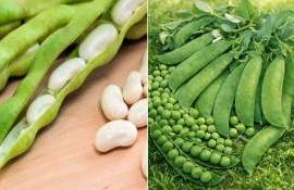 Германия значительно расширяет посевные площади под горох и фасоль - agroexpert.md