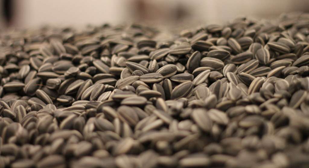 seminte floarea-soarelui Iurie Rija - agroexpert.md