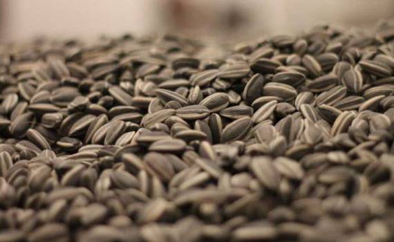 seminte floarea-soarelui Iurie Rija - agroexpert.md