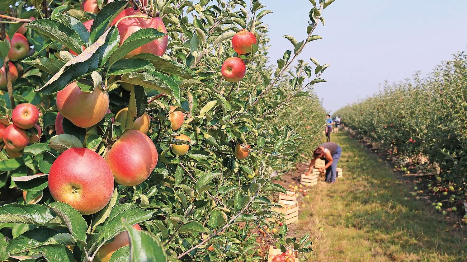 Sectorul horticol: ce schimbări au fost înregistrate în ultimii ani  - agroexpert.md