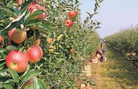 Sectorul horticol: ce schimbări au fost înregistrate în ultimii ani  - agroexpert.md