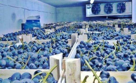 Рынок винограда, зима–весна 2026: экспорт растёт, цены стремительно падают - agroexpert.md