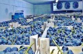 Рынок винограда, зима–весна 2026: экспорт растёт, цены стремительно падают - agroexpert.md