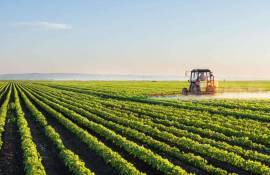 culturi agricole - agroexpert.md