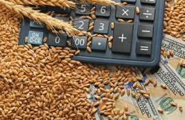 Конкуренция открывает новые рынки для черноморской пшеницы - agroexpert.md