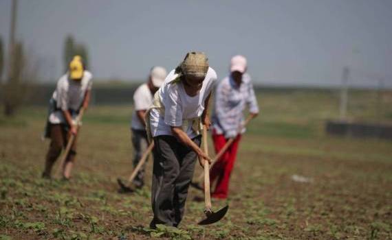 Șarban: Platforma e-Zilieri este o necesitate absolută - agroexpert.md