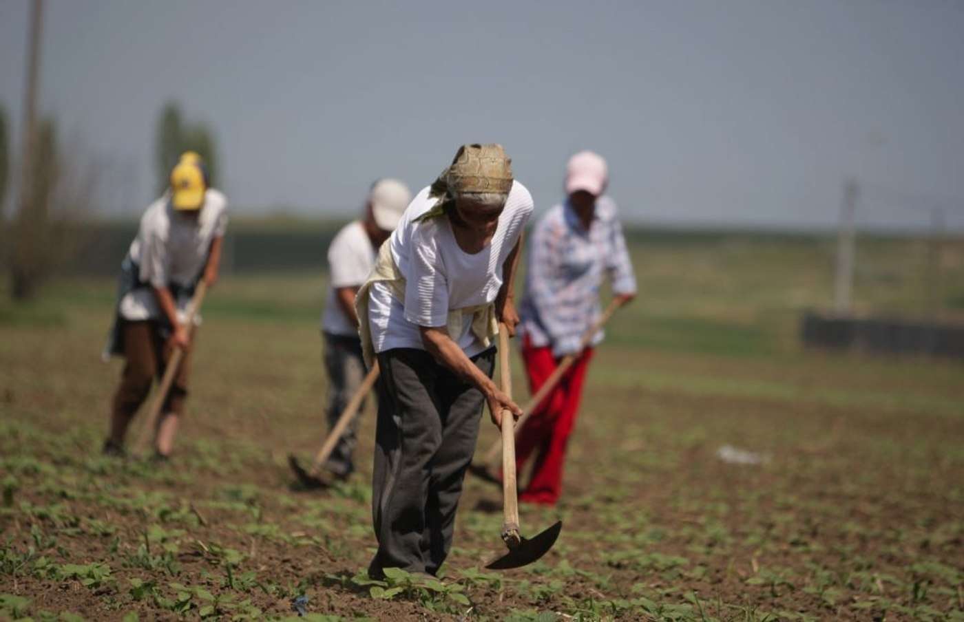 Șarban: Platforma e-Zilieri este o necesitate absolută - agroexpert.md