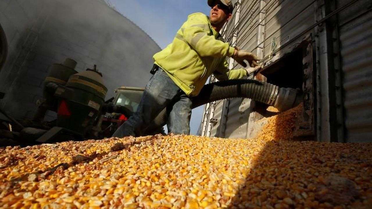 export porumb - agroexpert.md