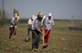 Șarban: Platforma e-Zilieri este o necesitate absolută - agroexpert.md