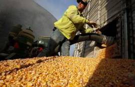 export porumb - agroexpert.md