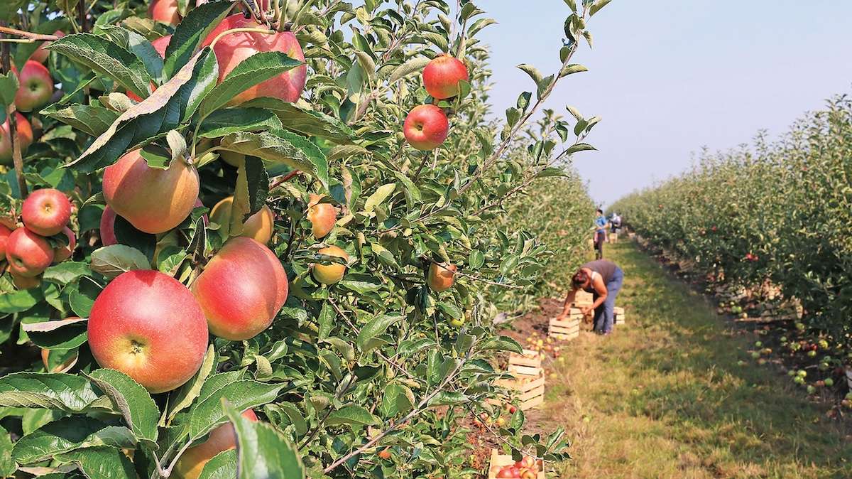 pomicultură - agroexpert.md