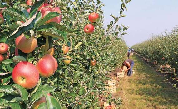 pomicultură - agroexpert.md