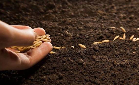 Suprafete cultivate cu cereale - AGROEXPERT.MD