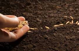 Suprafete cultivate cu cereale - AGROEXPERT.MD