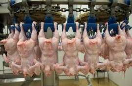 Саудовская Аравия закрывает двери для импортного куриного мяса и яиц - agroexpert.md