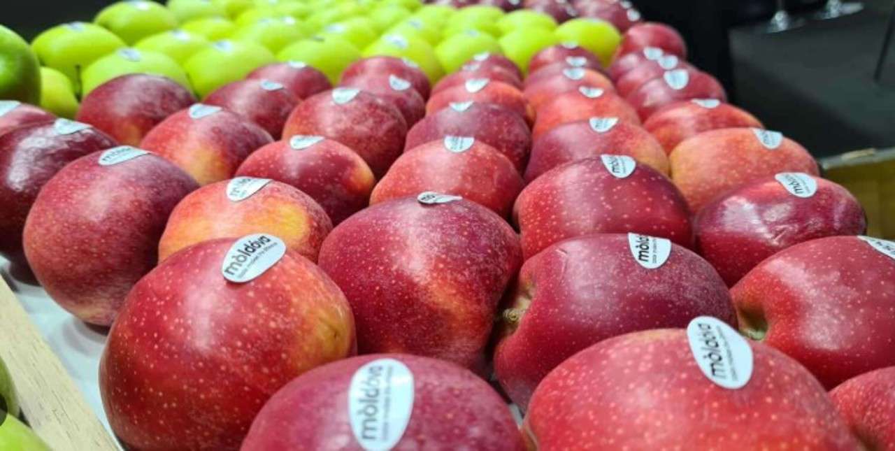 export de fructe - agroexpert.md