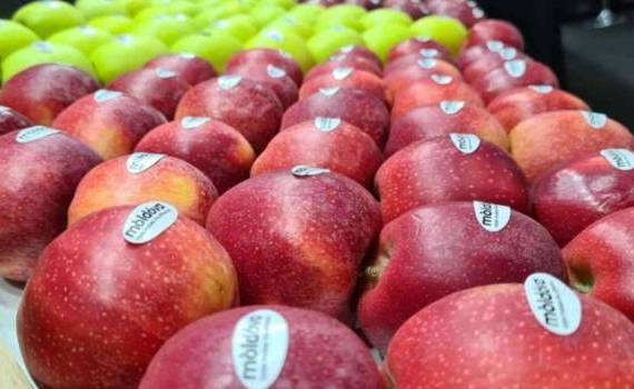 export de fructe - agroexpert.md