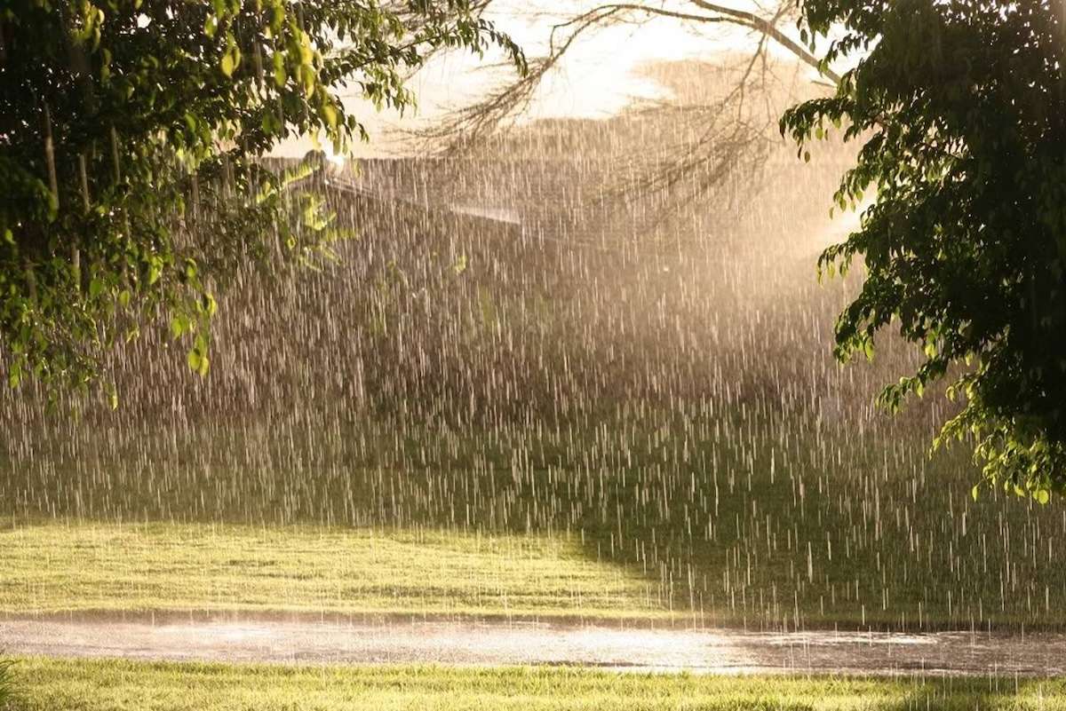 Ploile îndelungate sporesc riscul de îmbolnăvire a plantelor - agroexpert.md