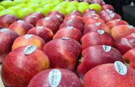 export de fructe - agroexpert.md