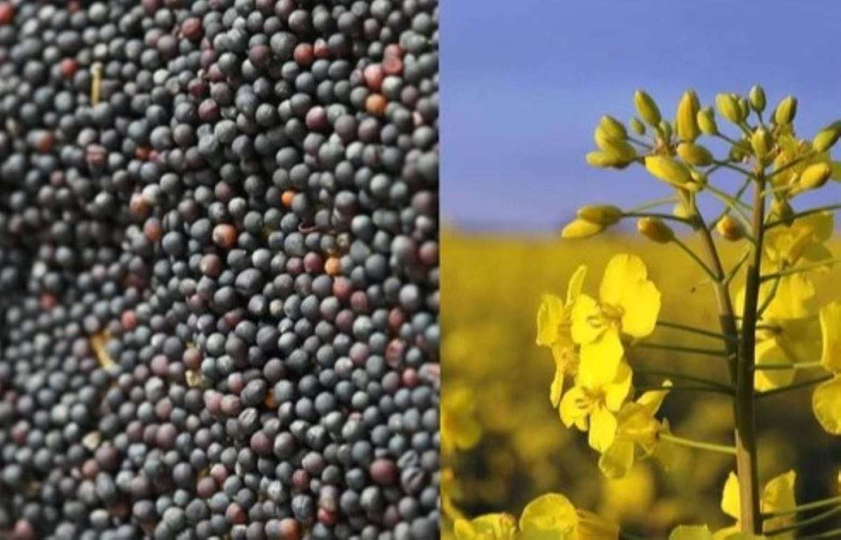 ЕС рискует потерять Украину как поставщика семян рапса - agroexpert.md