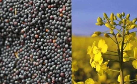 ЕС рискует потерять Украину как поставщика семян рапса - agroexpert.md