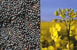 ЕС рискует потерять Украину как поставщика семян рапса - agroexpert.md