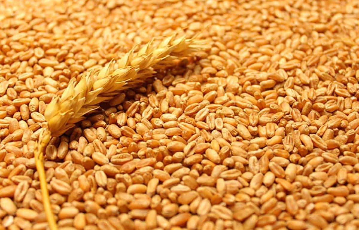 Цена пшеницы в Черноморском регионе выросла на 6 долларов за тонну - agroexpert.md